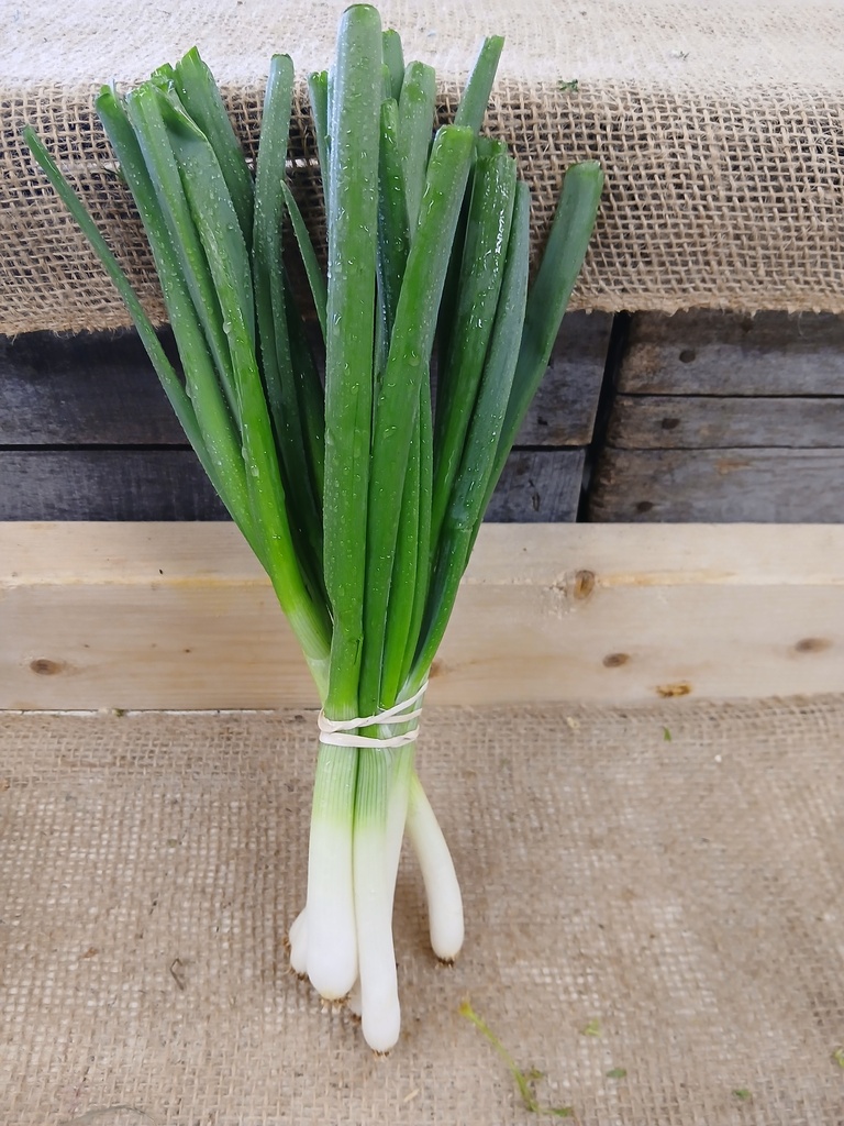 Spring Onions, bunch