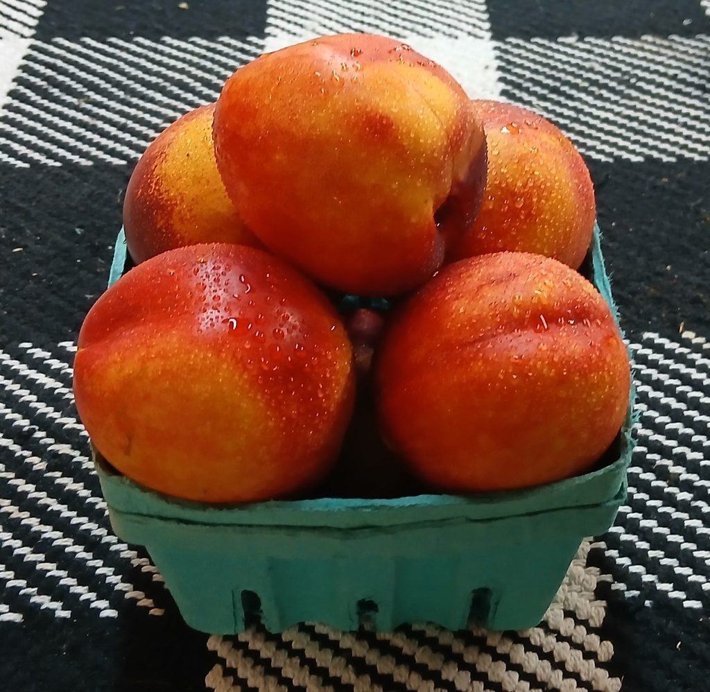 Nectarines Quart 