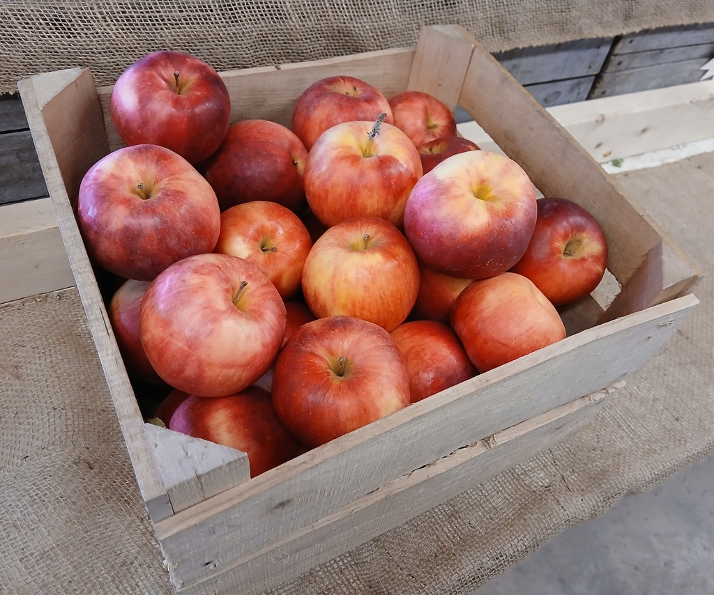 1/2 Bushel Apples #1
