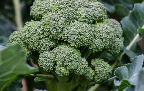 Fresh Broccoli Crowns