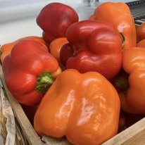 Fresh Colored Pepper (ea) 