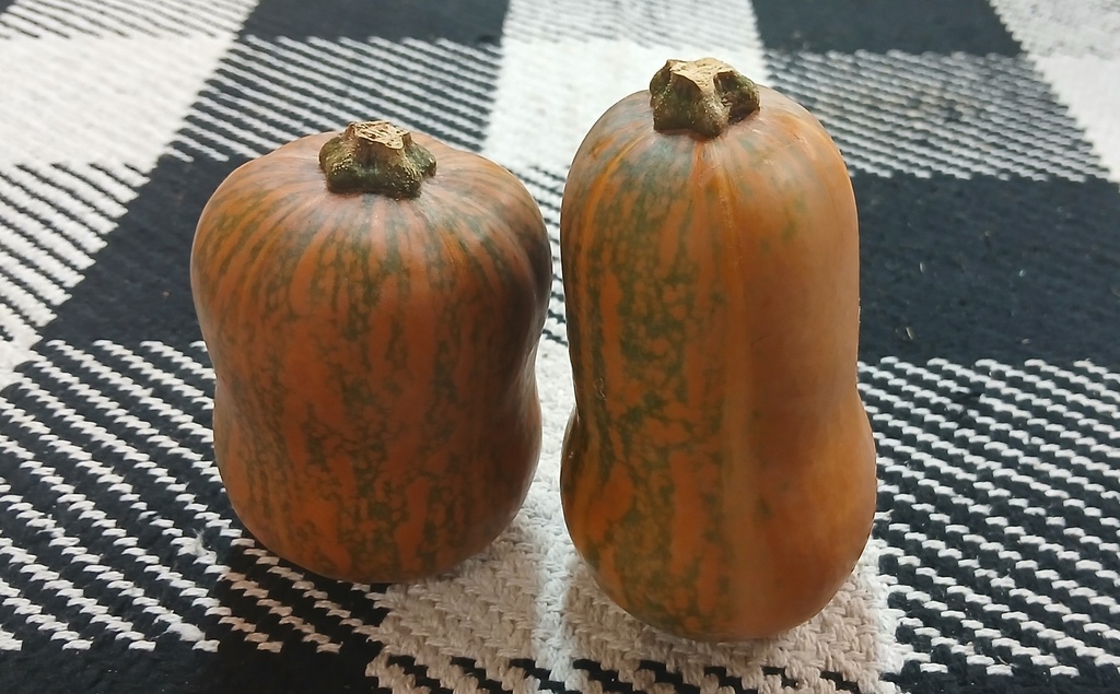 Honeynut Squash (2 pieces)