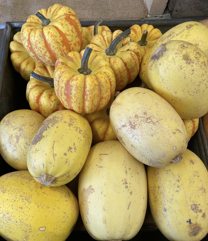 Carnival Squash  