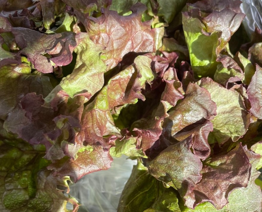 Red Lettuce BOGO