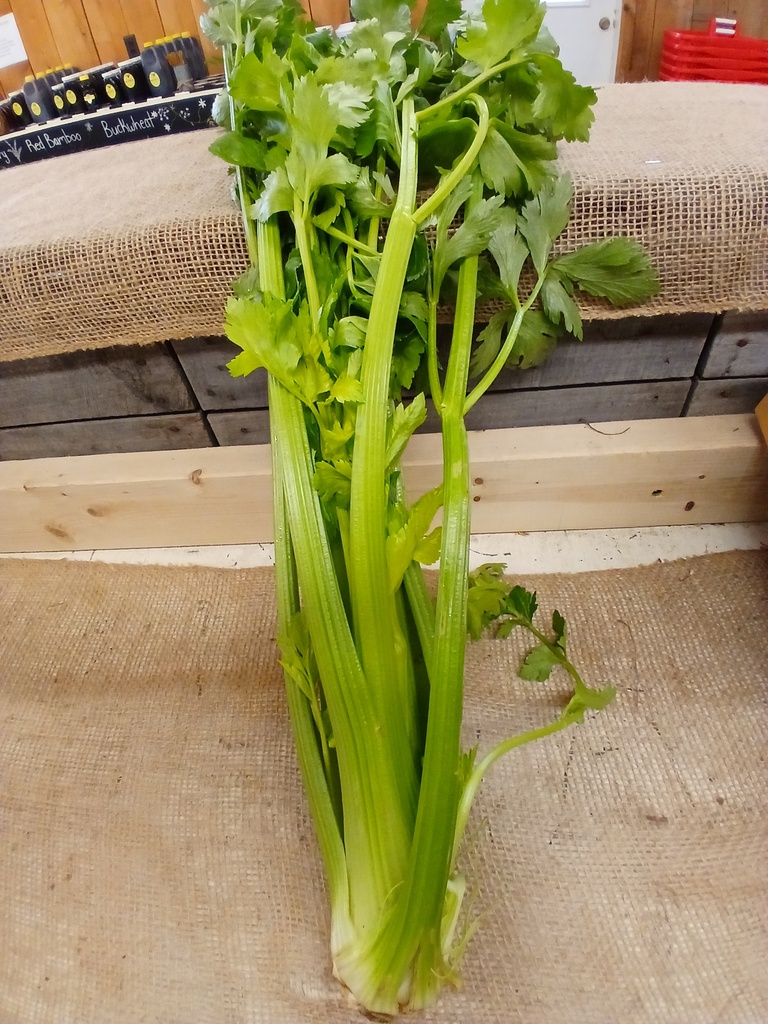 Celery