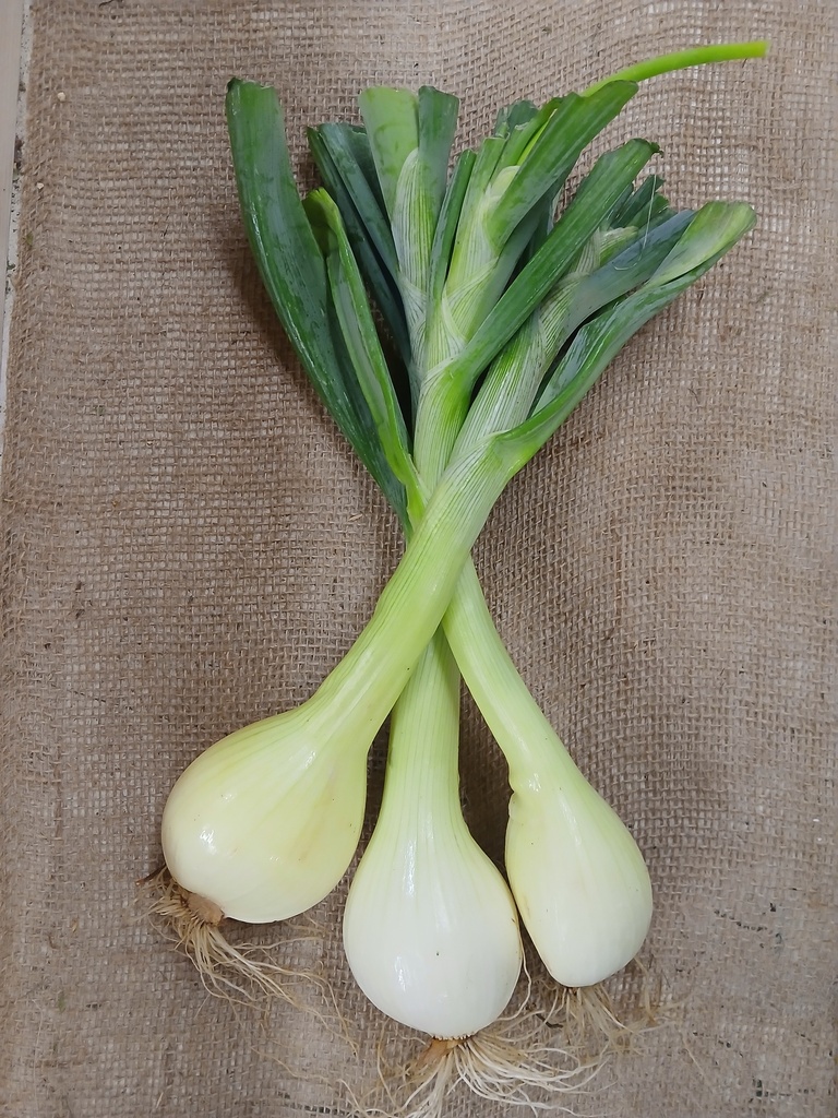 Bunch of Fresh Candy Onions