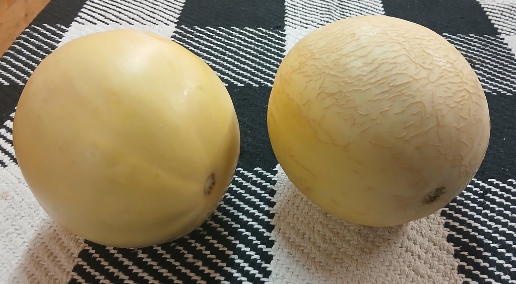 Honeydew Melon