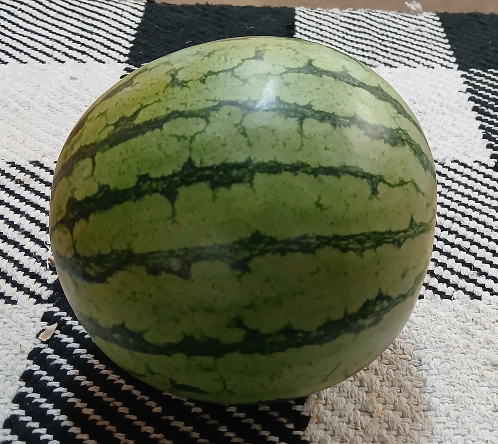 Watermelon *(Yellow)