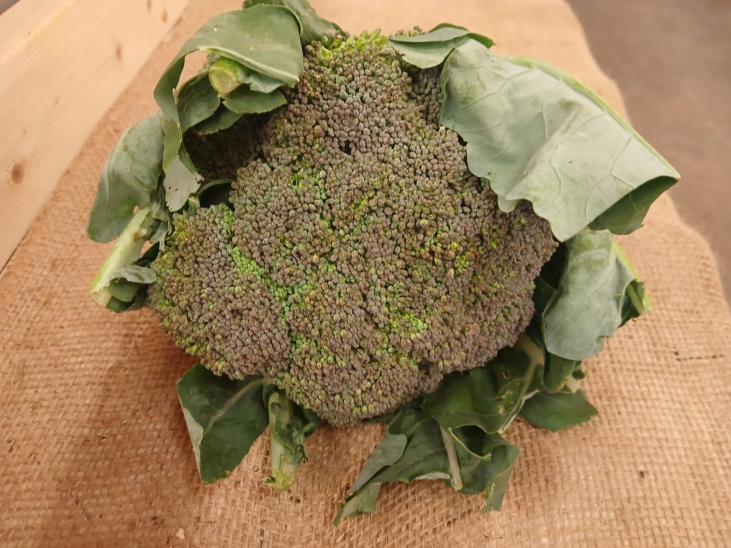 Broccoli 