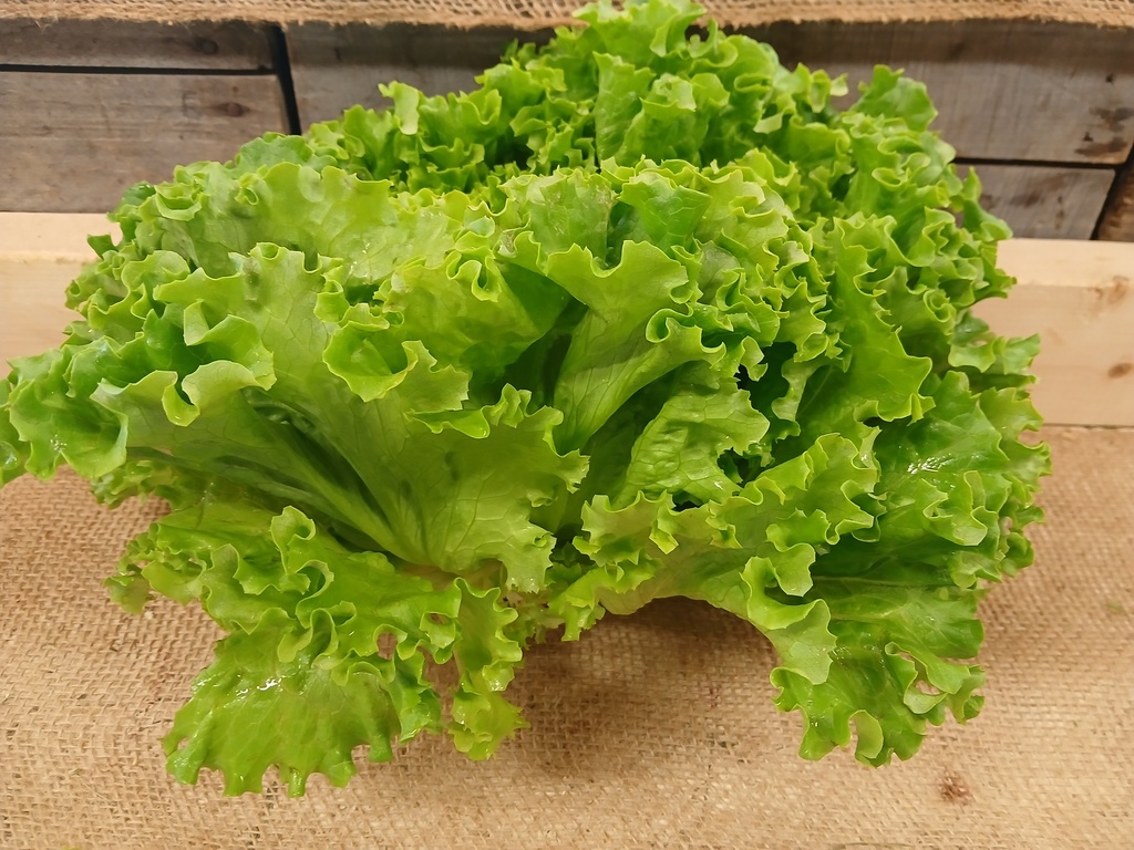 Lettuce 