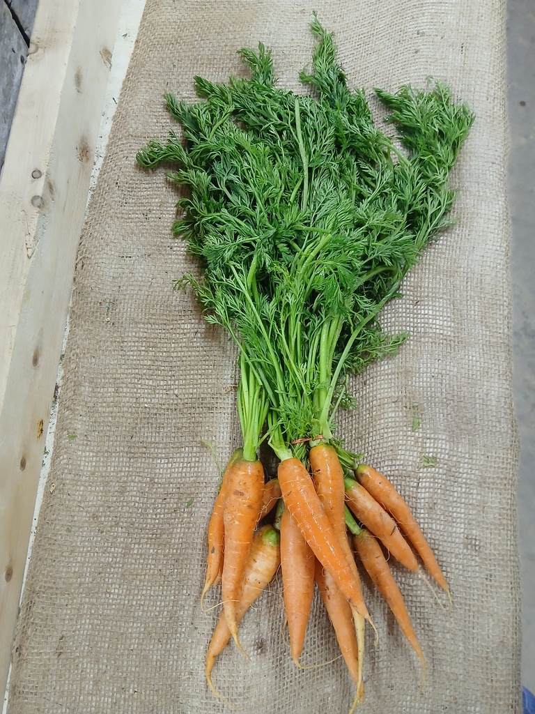 Bunch of Fresh Carrots 