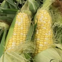 Sweet Corn (ea) (white)