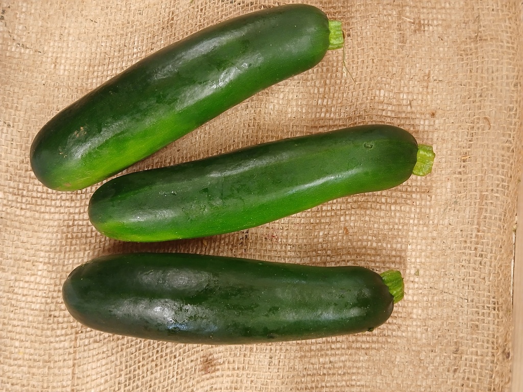 Zucchini (one) BOGO 