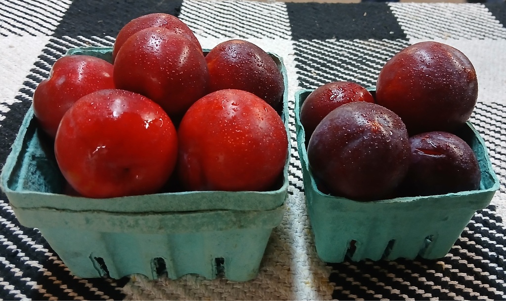 Plums 