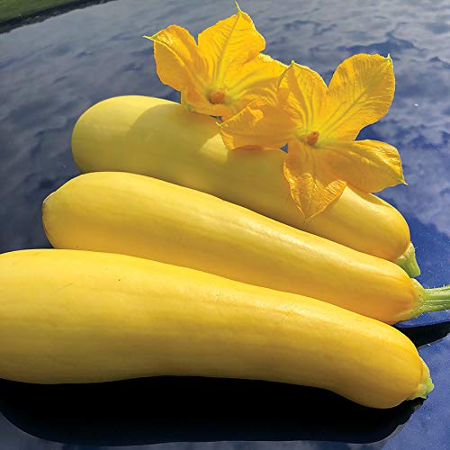 Summer Squash (quart)