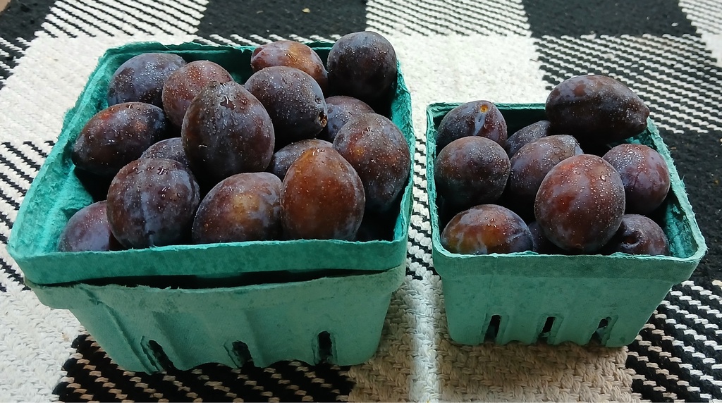 Prune Plums