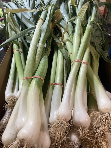 Baby Garlic/Scapes