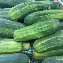 Kirby / Pickling Cuke