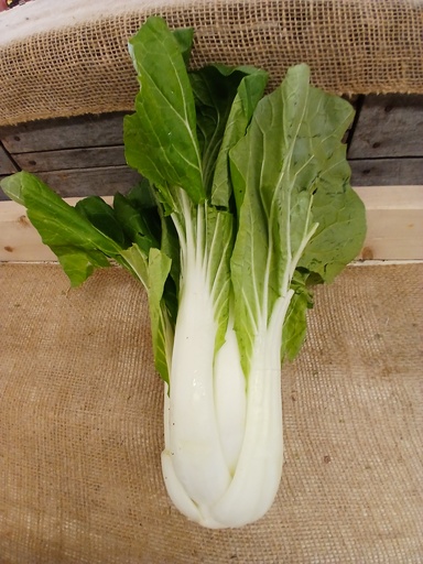 Bok Choy 