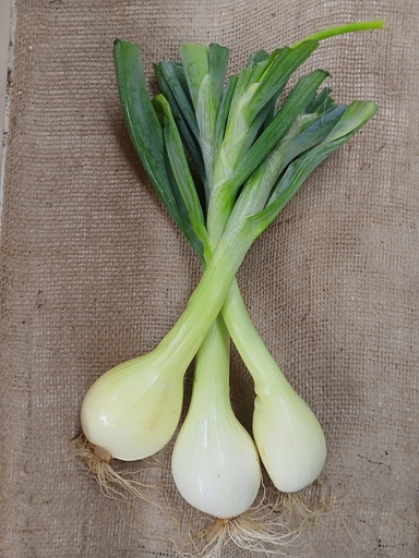 Bunch of Fresh Candy Onions