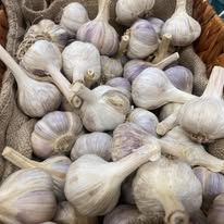 Garlic 